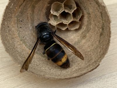 Fijnaart sluit zich aan bij strijd tegen Aziatische hoornaar