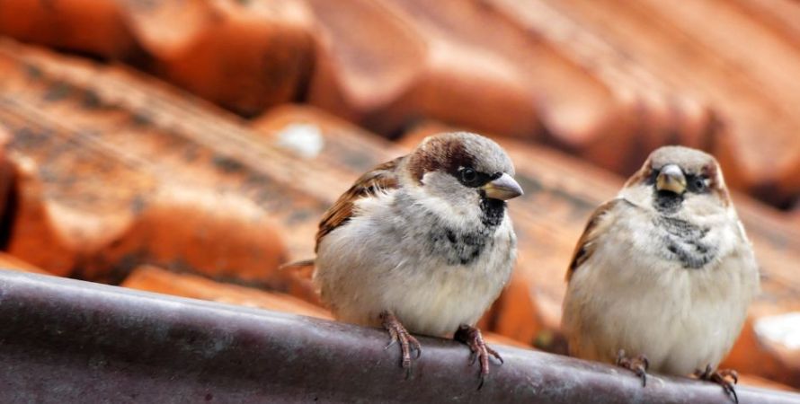 Spot jij de vogelspotters?