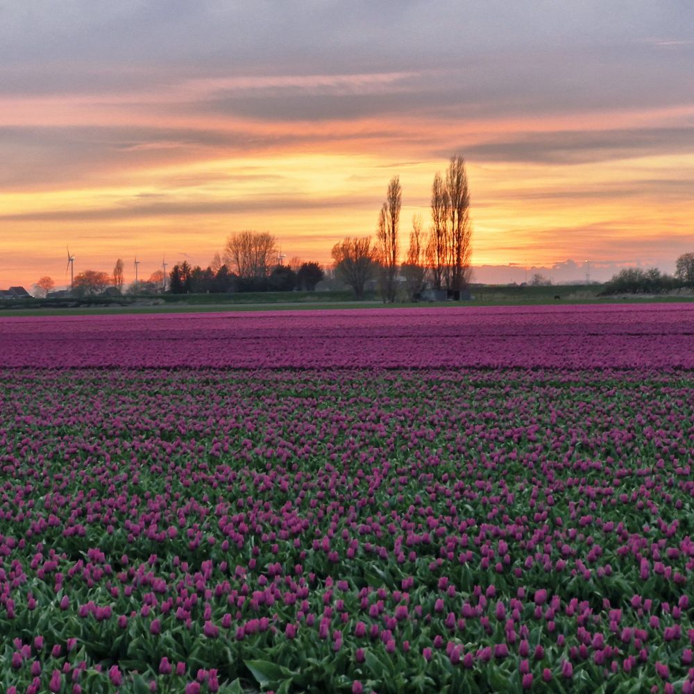 Mooi Fijnaart met de paarse tulpenvelden en zonsondergang